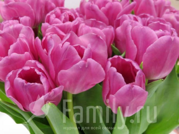 Розово-малиновые тюльпаны