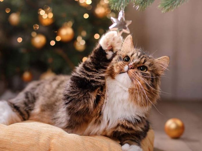 Котик под елкой в новый год