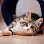 5 способов подружиться с котиком Красивая кошка