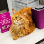 Жизнь замурррчательна! Рыжий кот