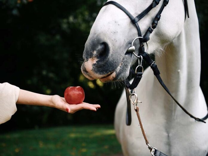 Лошадь и яблоко