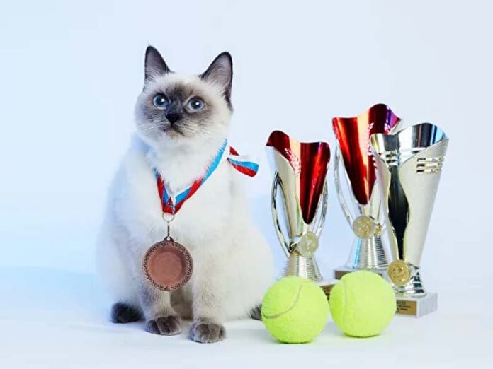 Spring Cat Show: кот с медалями и кубками