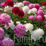 Фестиваль пионов Пионы цветут