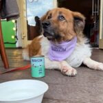 «Андерсон»: в кафе с питомцем Собака в кафе Андерсон