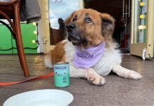 «Андерсон»: в кафе с питомцем Собака в кафе Андерсон