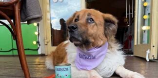 «Андерсон»: в кафе с питомцем Собака в кафе Андерсон